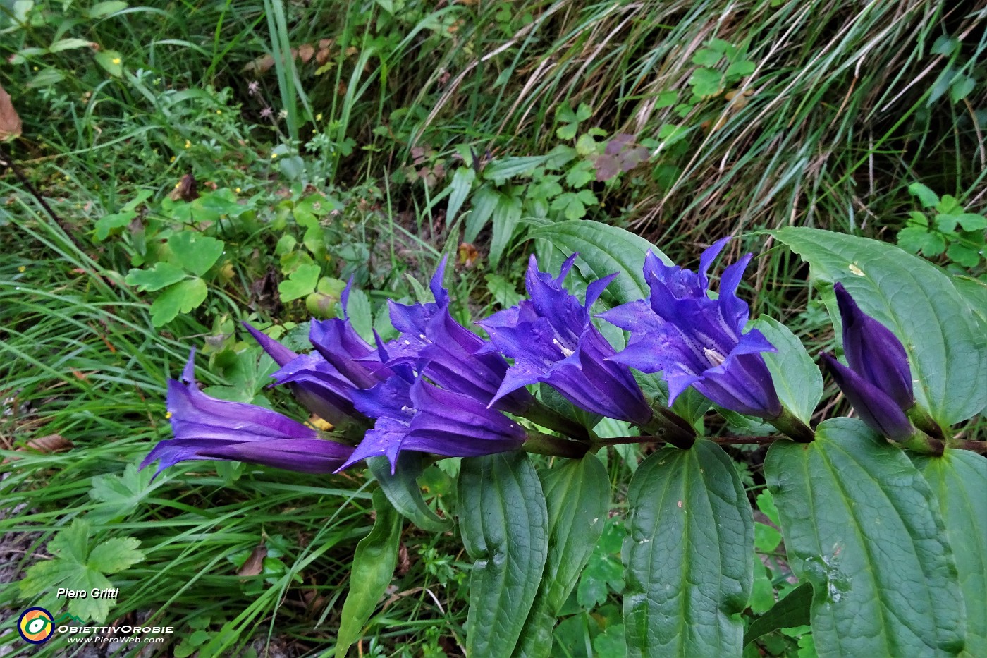 17 Gentiana asclepiadea L. - Genziana asclepiade.JPG